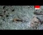 17827-Agam-Kumar-Nigam